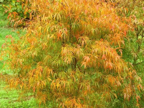 Acer Palmatum Koto no ito clt 230 1/2 fusto - imagine 1