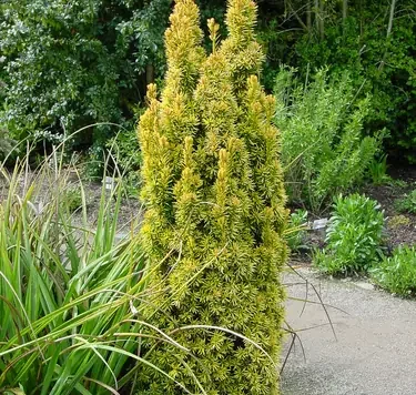 Taxus b. 'Standishii' C90 140-160 CM - imagine 1