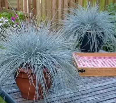 Iarba ornamentala Festuca gl. Intense Blue c5/p23 30+ cm - imagine 1