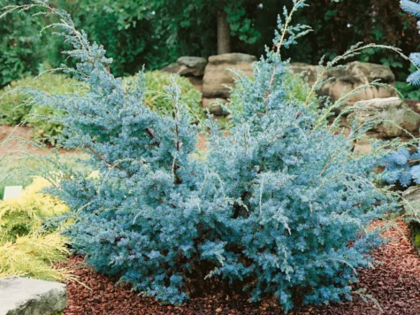 Juniperus BLUE ALPS 60 CM STEM C3/P19 - imagine 1