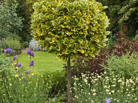 Laur japonez Ilex aquafolium Golden van Tol 90CM STEM C7.5/P27 - imagine 1