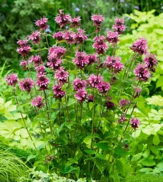 Monarda PINK LACE P11 - imagine 1