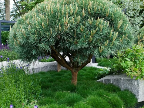 Pinus sylv. 'Watereri' UMBRELLA 200-225 CM C500 - imagine 1