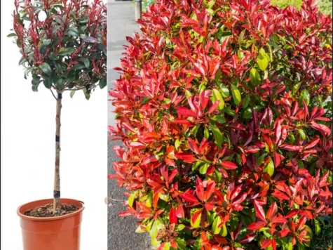 Photinia. Red Robin STEM C9 - imagine 1