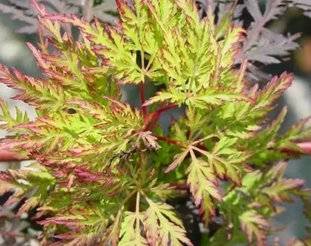 ACER PALM. 'EMERALD LACE' P10,5 - imagine 1