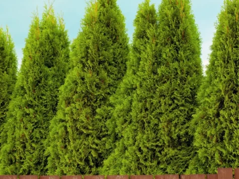 Thuja BRABANT 60CM STEM C3/P19 - imagine 1